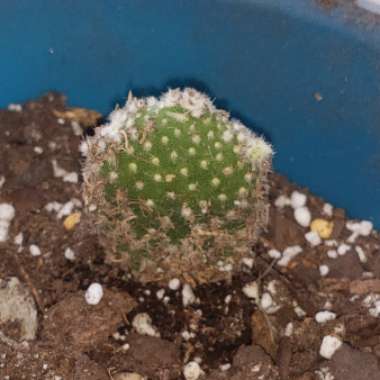 Opuntia microdasys albata