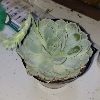 Echeveria Arctic Ice