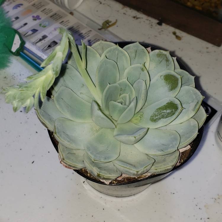 Plant image Echeveria Arctic Ice