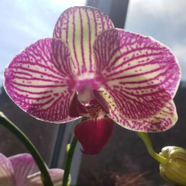 Phalaenopsis