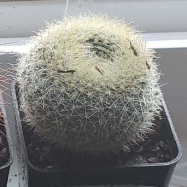 Parodia haselbergii syn. Notocactus haselbergii