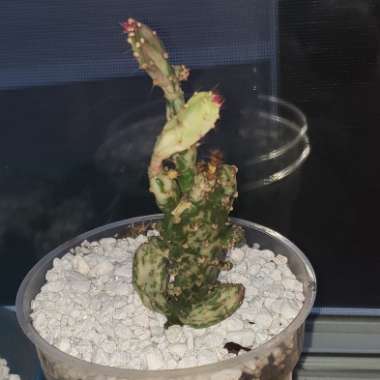 Opuntia monacantha f. monstruosa variegata