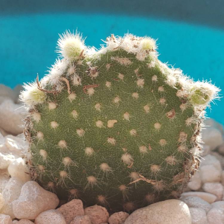 Plant image Opuntia microdasys albata