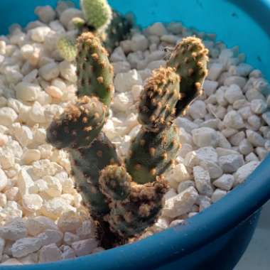 Opuntia rufida minima 'Monstrose'