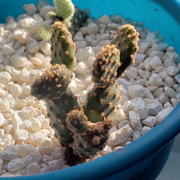 Plant image Opuntia rufida minima 'Monstrose'