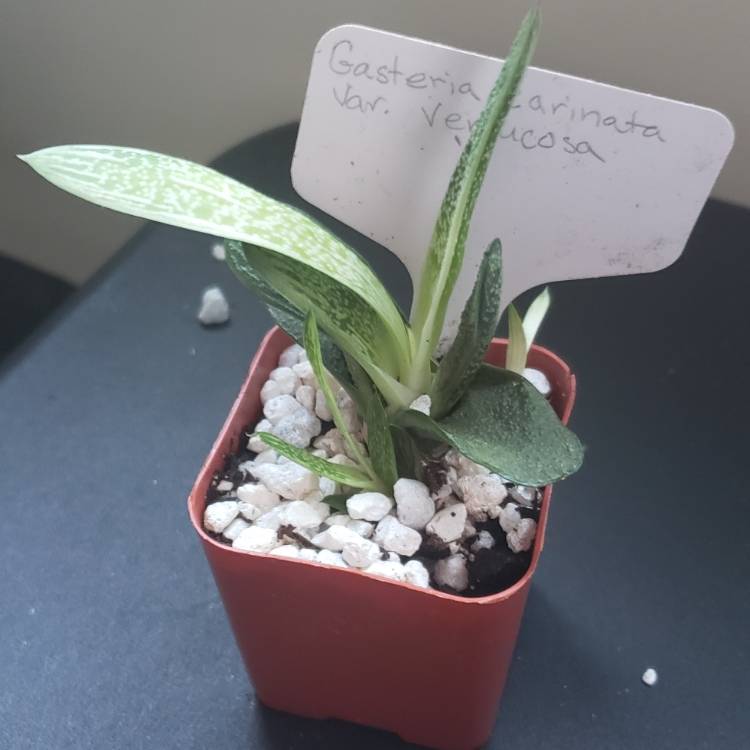 Plant image Gasteria carinata 'Verrucosa'