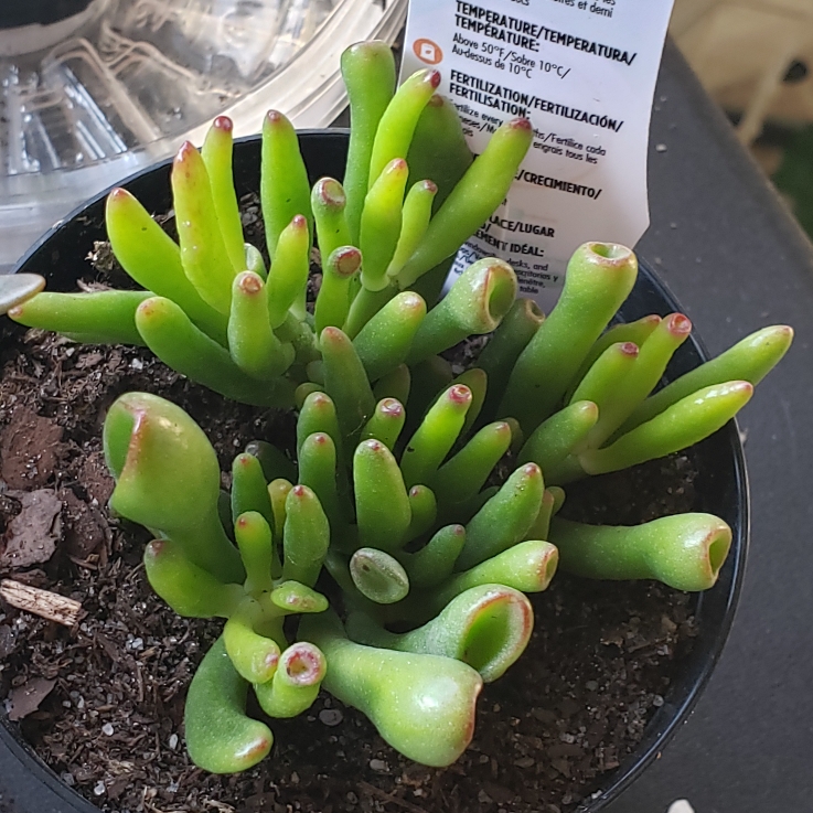 Plant image Crassula Ovata 