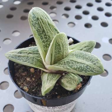 Gasteria 'Little Warty'