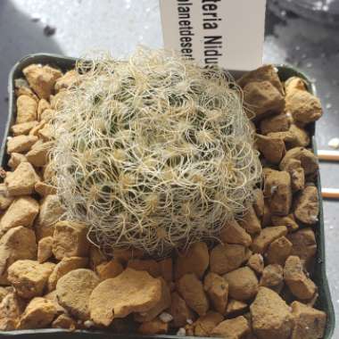 Eriosyce senilis syn. Neoporteria nidus f. senilis, Echinocactus senilis