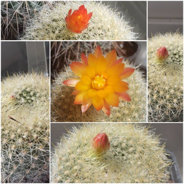 Plant image Parodia haselbergii syn. Notocactus haselbergii