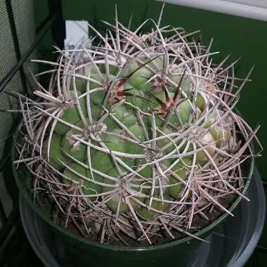 Gymnocalycium saglionis