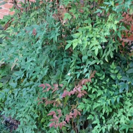 Plant image Nandina Domestica 'Woods Dwarf'