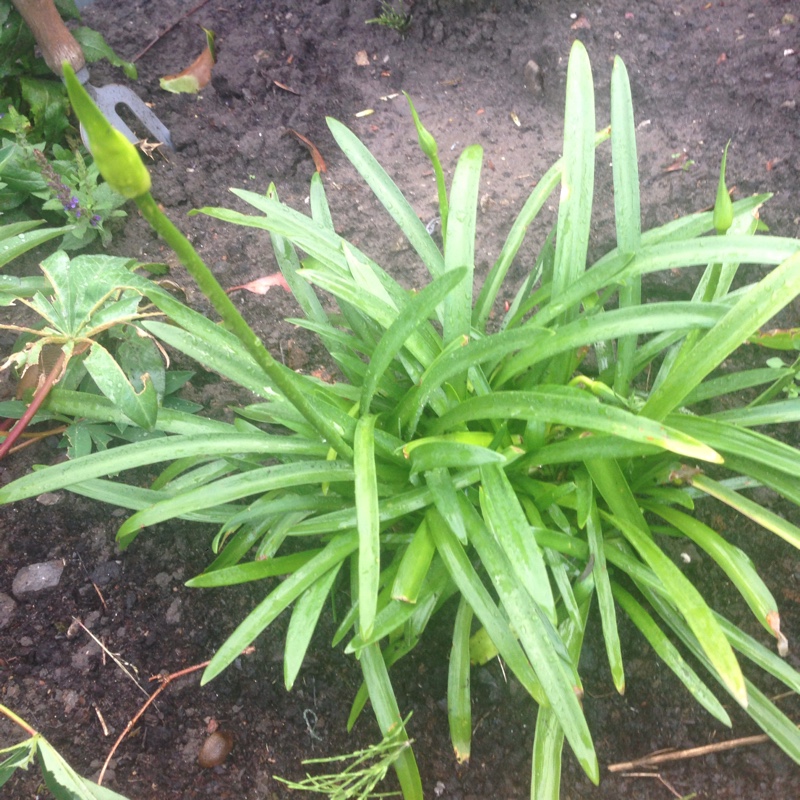 Allium 'Gladiator'