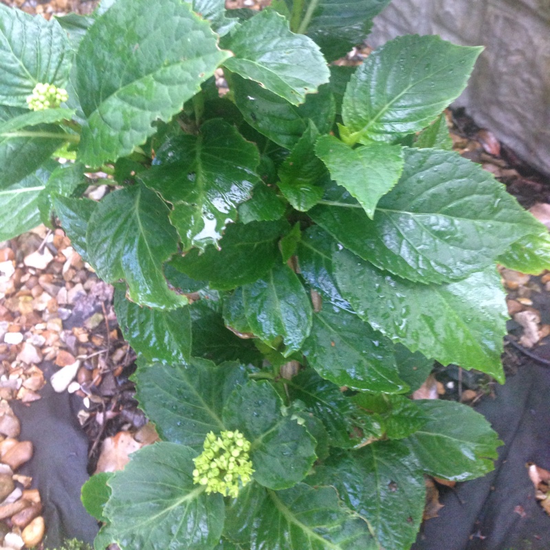 Hydrangea 'Ayesha'