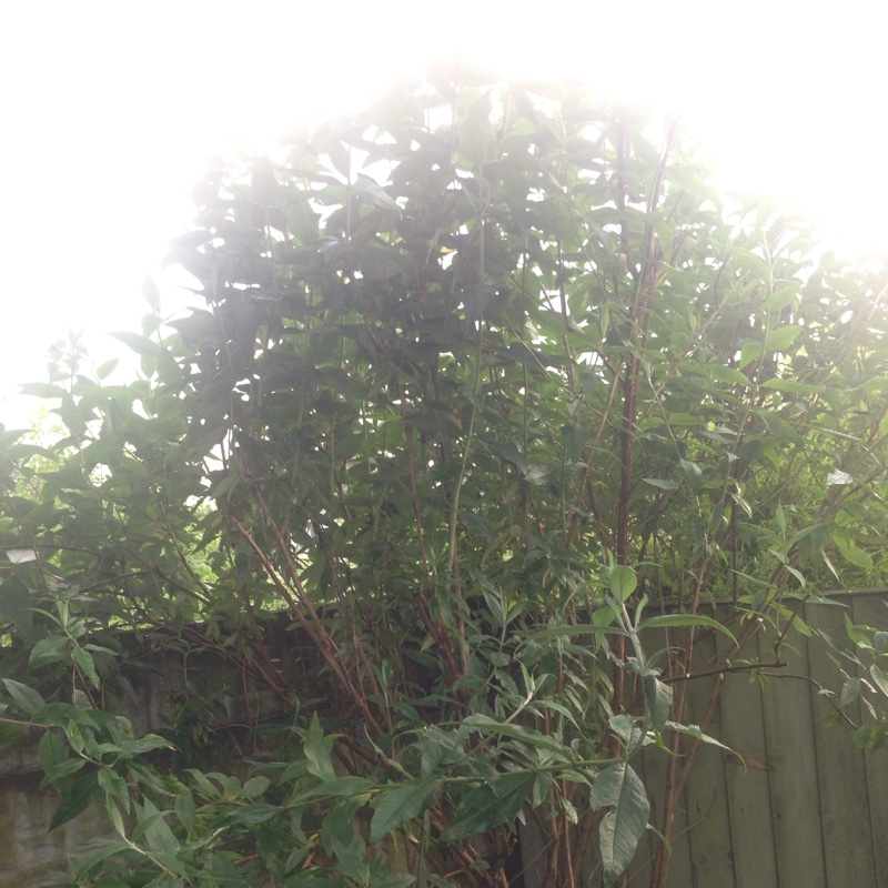 Butterfly Bush 'Buzz Indigo'