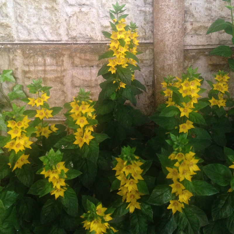 Large Yellow Loosestrife