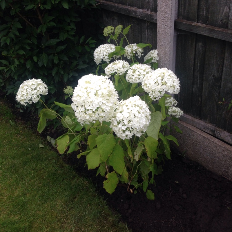 Hydrangea 'Annabelle'