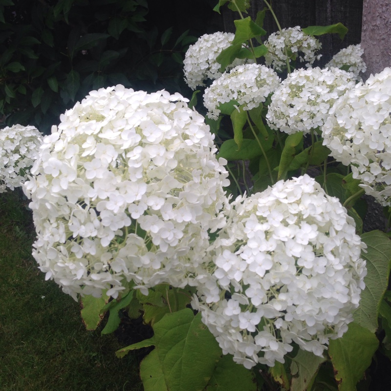 Hydrangea 'Annabelle'