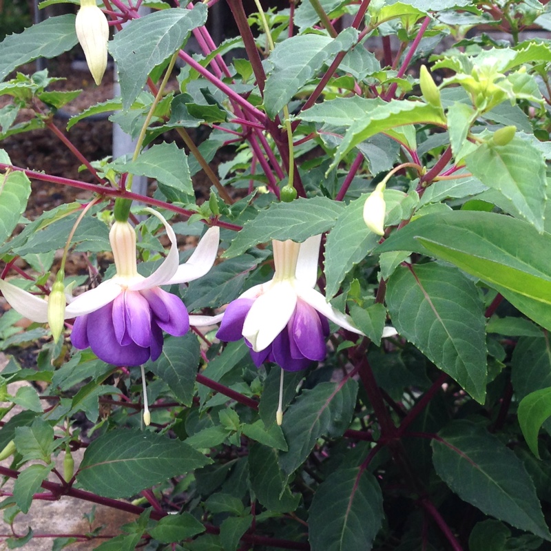 Fuchsia 'Delta's Sarah'