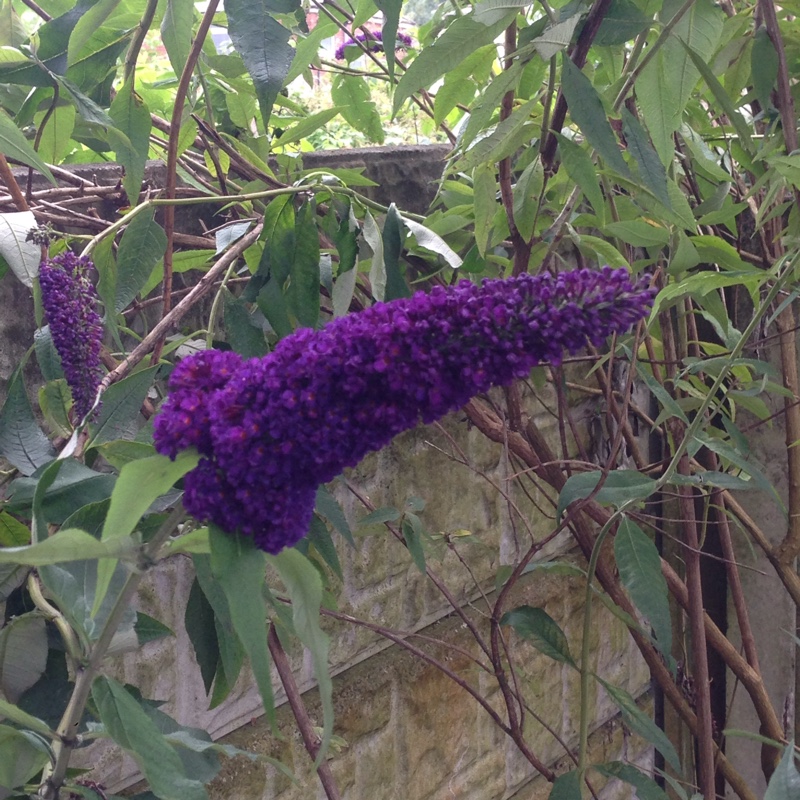 Butterfly Bush 'Buzz Indigo'