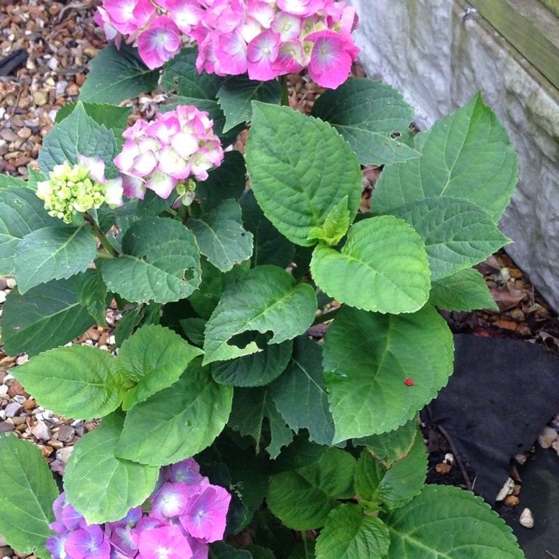 Hydrangea 'Altona'