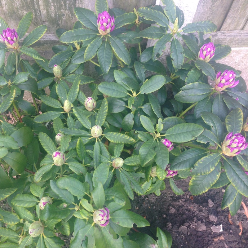 Plant image Rhododendron 'Delta'