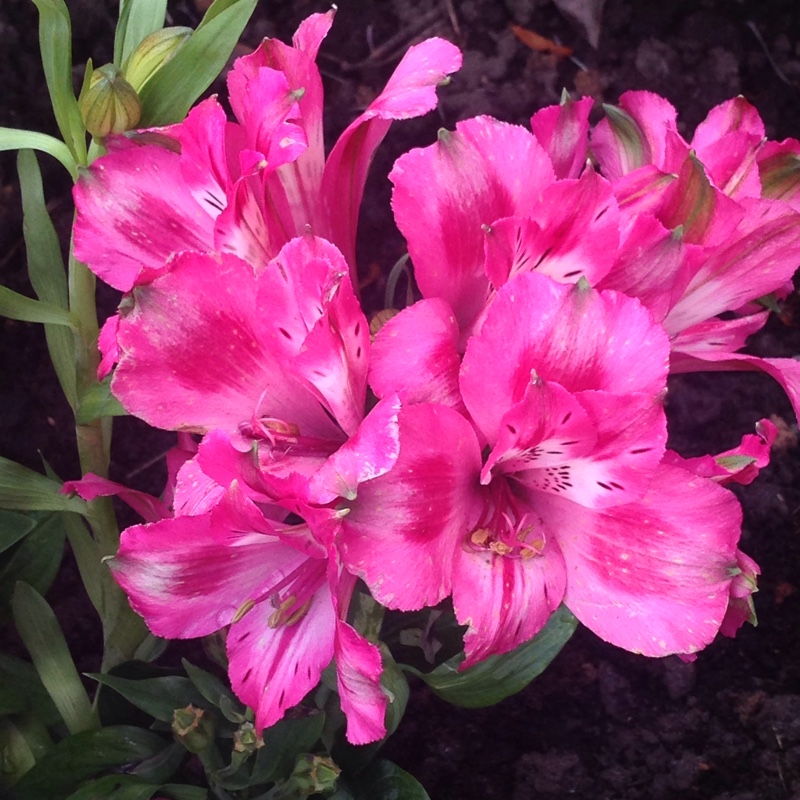 Plant image Alstroemeria 'Pandora'