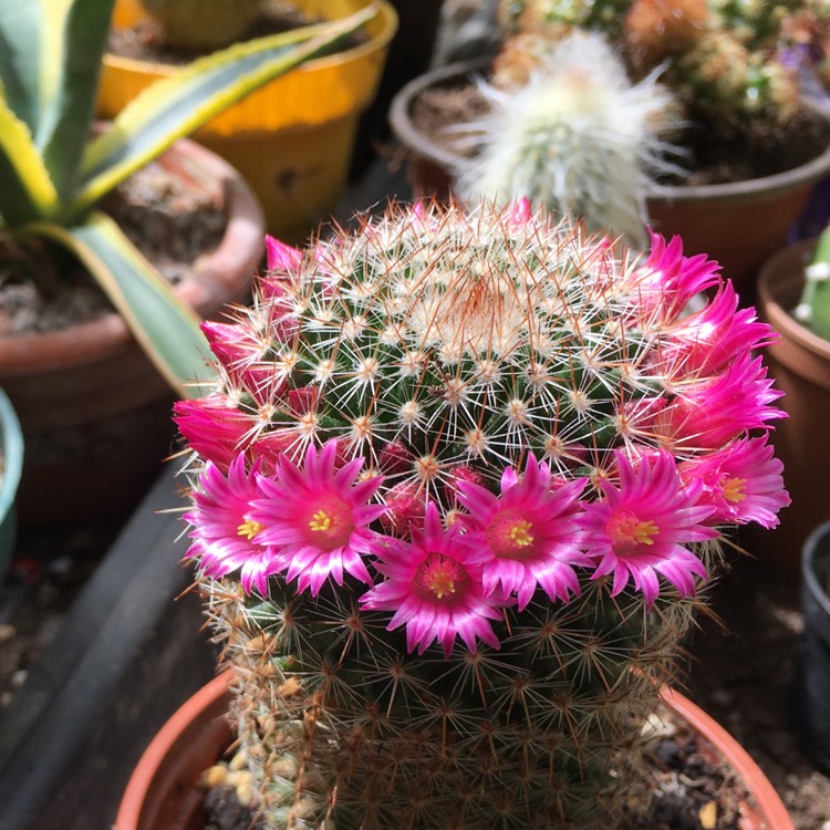 Plant image Mammillaria haageana 'Elegans'