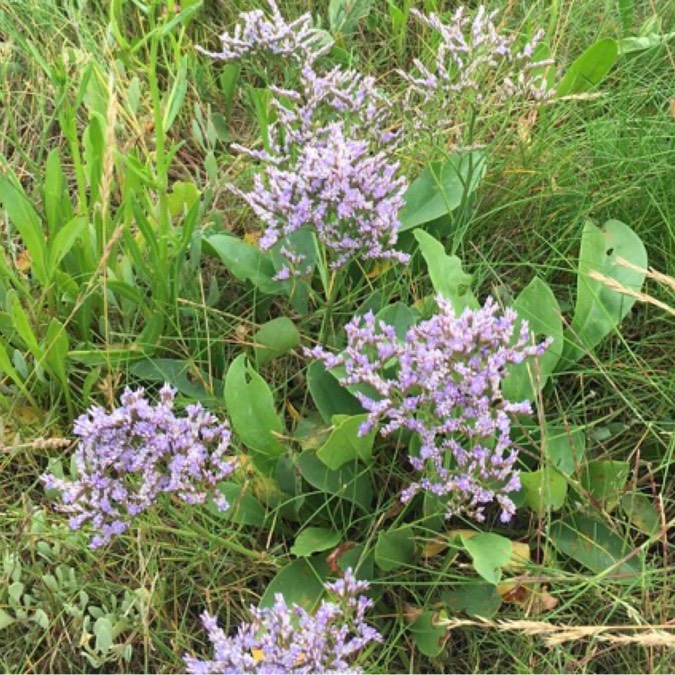 Plant image Limonium peregrinum