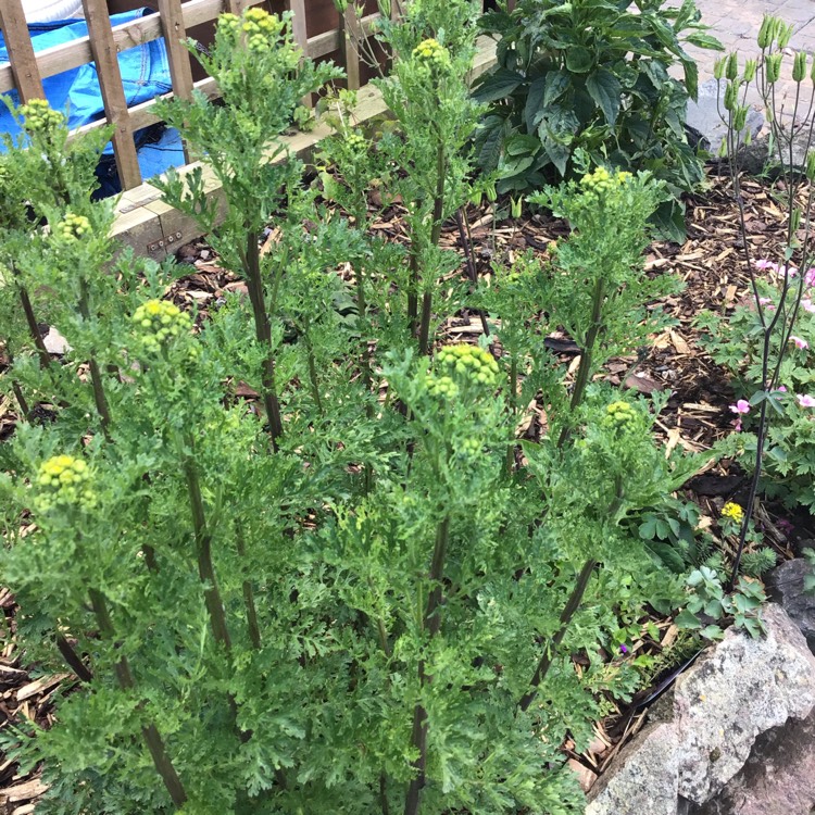 Plant image Tanacetum Vulgare