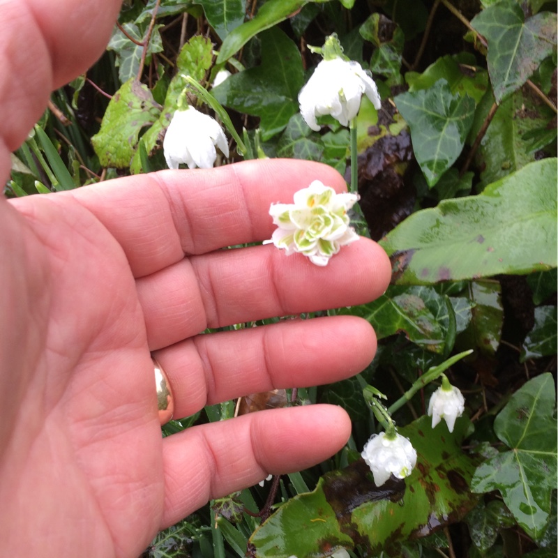 Snowdrop 'Flore Pleno'