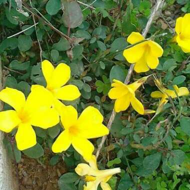 Oxalis stricta