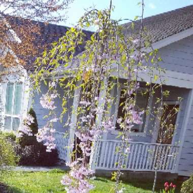 Prunus x subhirtella 'Pendula Rosea'