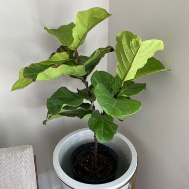 Fiddle Leaf Fig