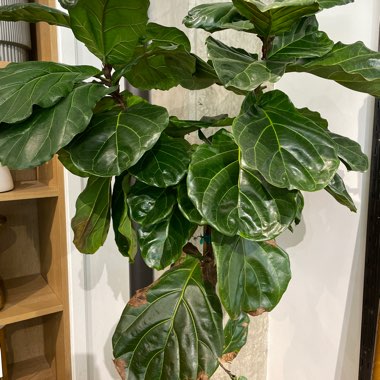 Fiddle Leaf Fig