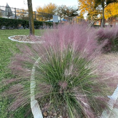 Pink Muhly Grass