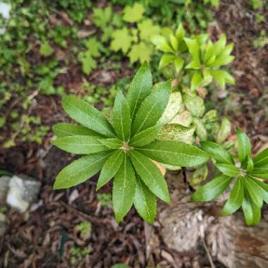 Mountain Laurel