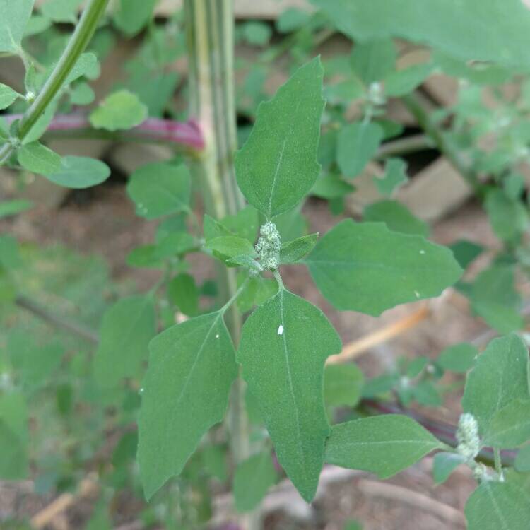 Plant image Chenopodium album