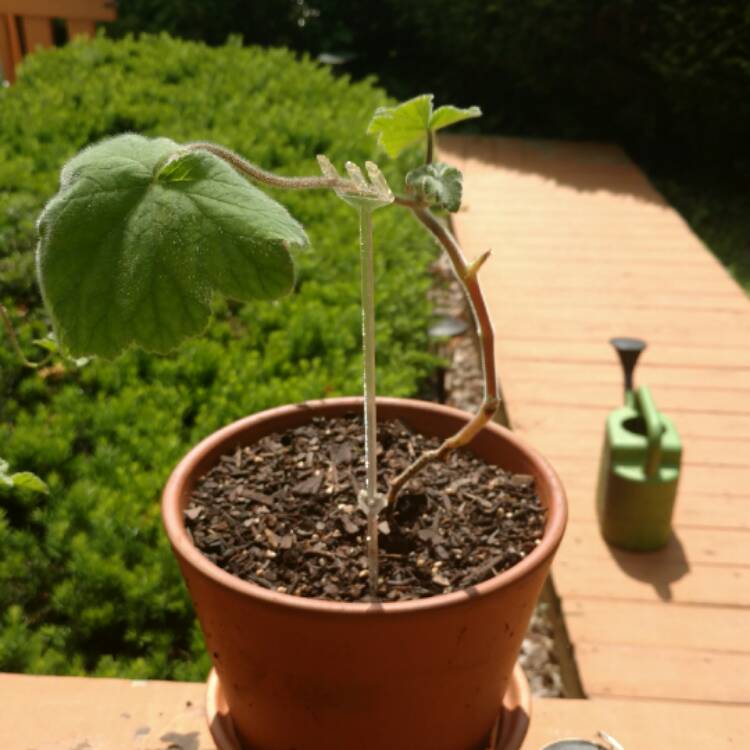 Plant image Pelargonium tomentosum