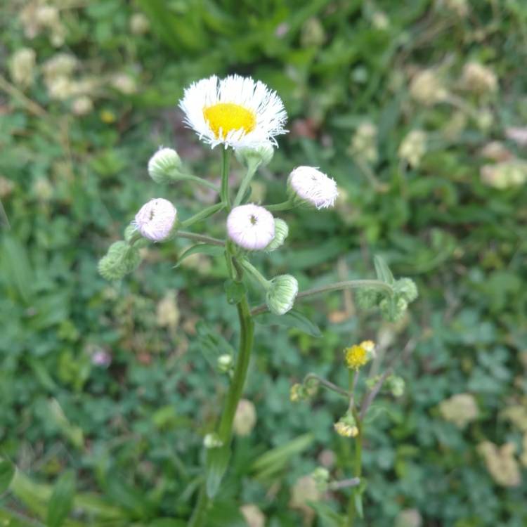 Plant image Erigeron annuus