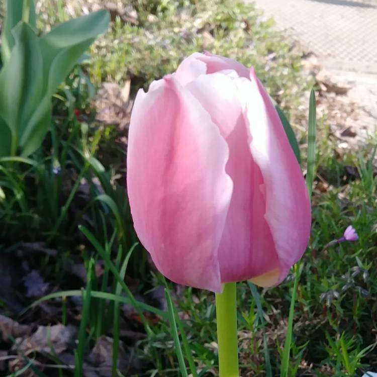 Plant image Tulipa 'Sweet Flag'