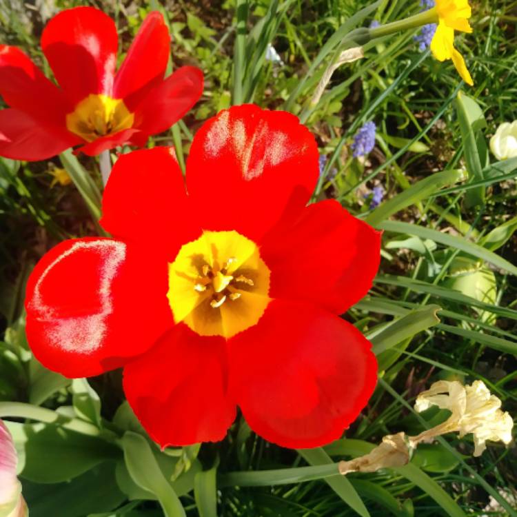 Plant image Tulipa 'Red Revival'