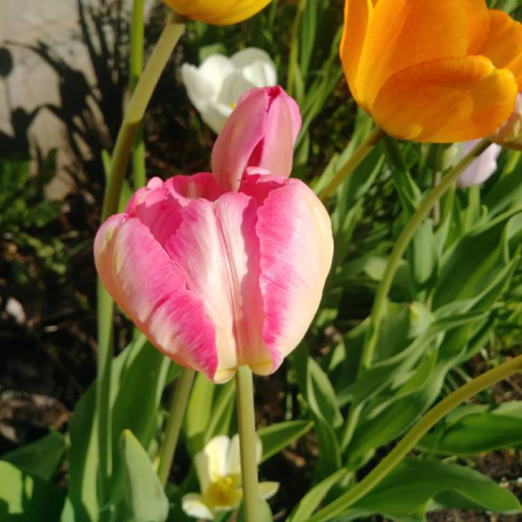 Plant image Tulipa 'Parrot Pinkvision'