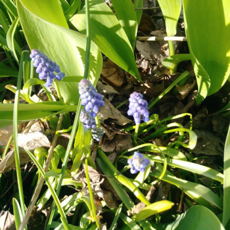 Plant image Muscari armeniacum 'Heavenly Blue'