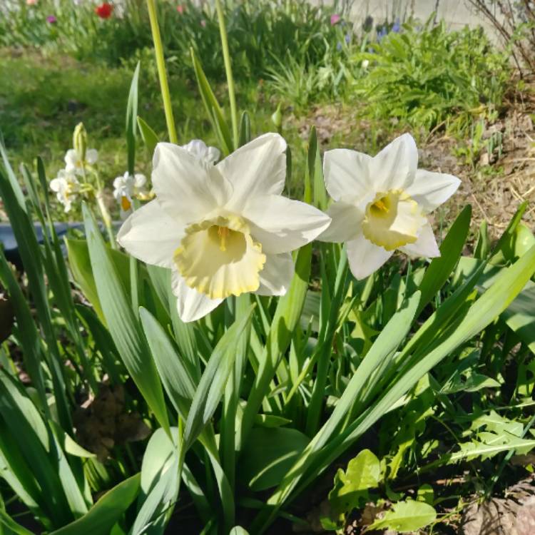 Plant image Narcissus 'Toto'