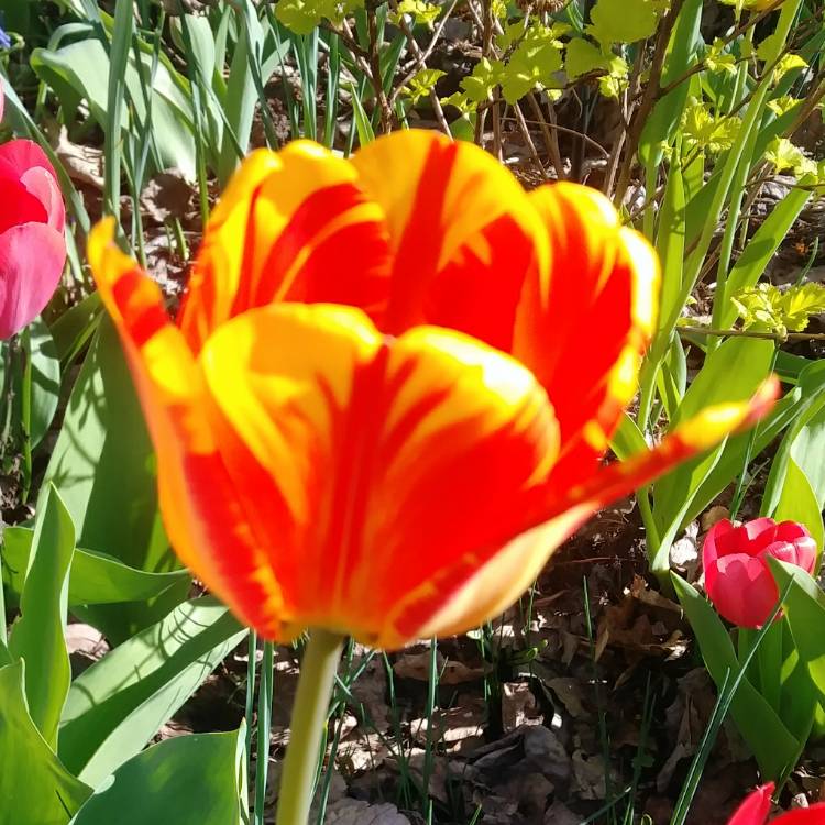 Tulipa 'Olympic Flame', Tulip 'Olympic Flame' (Darwin Hybrid ...