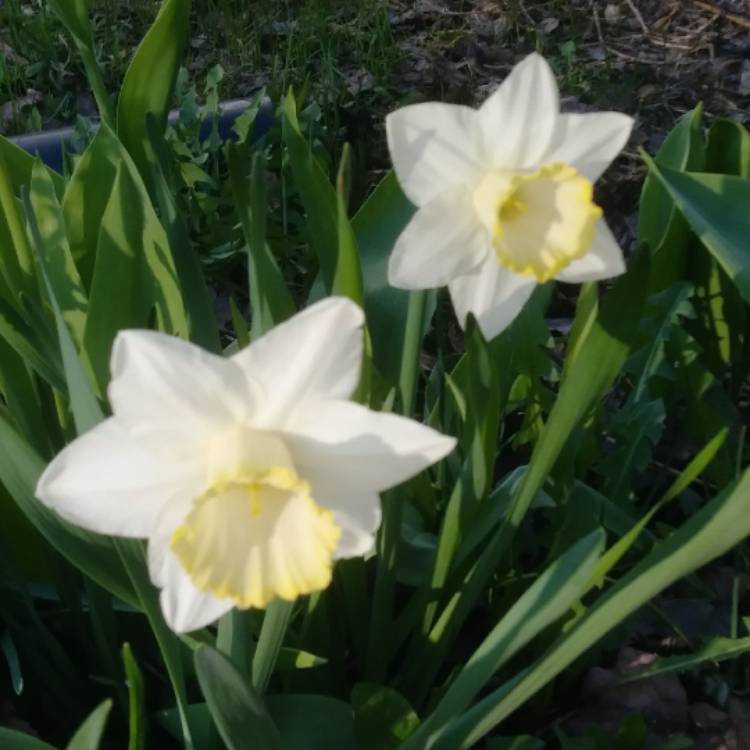 Plant image Narcissus 'Beersheba'