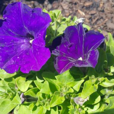 Petunia x hybrida 'F1 Ultra 'Blue'