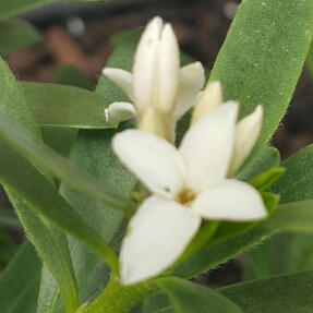 Daphne x transatlantica 'Eternal Fragrance'