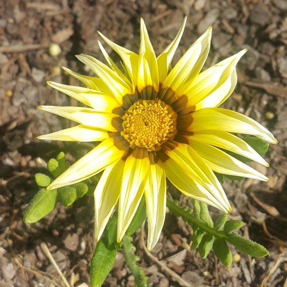 Plant image Gazania 'Kiss Mix'